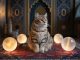 découvrez la signification des rêves de chat en islam : symbolisme profond, messages divins et interprétations spirituelles pour mieux comprendre vos songes et leur impact sur votre vie.